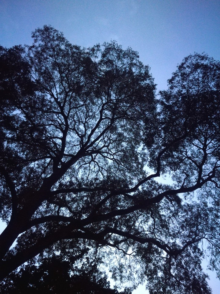 under the tree