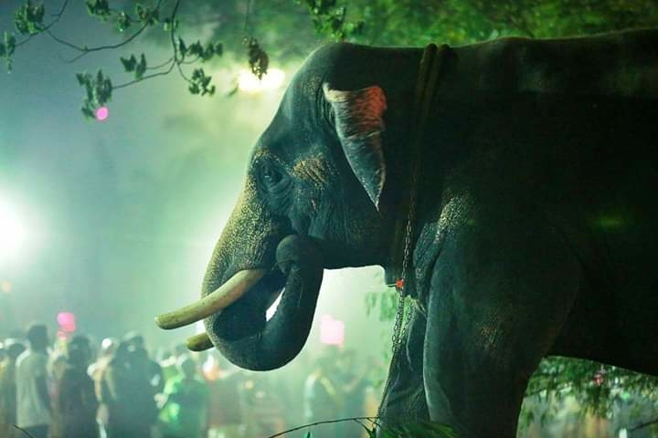 elephant