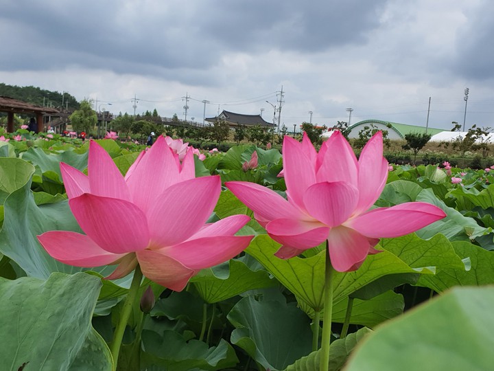 flowers