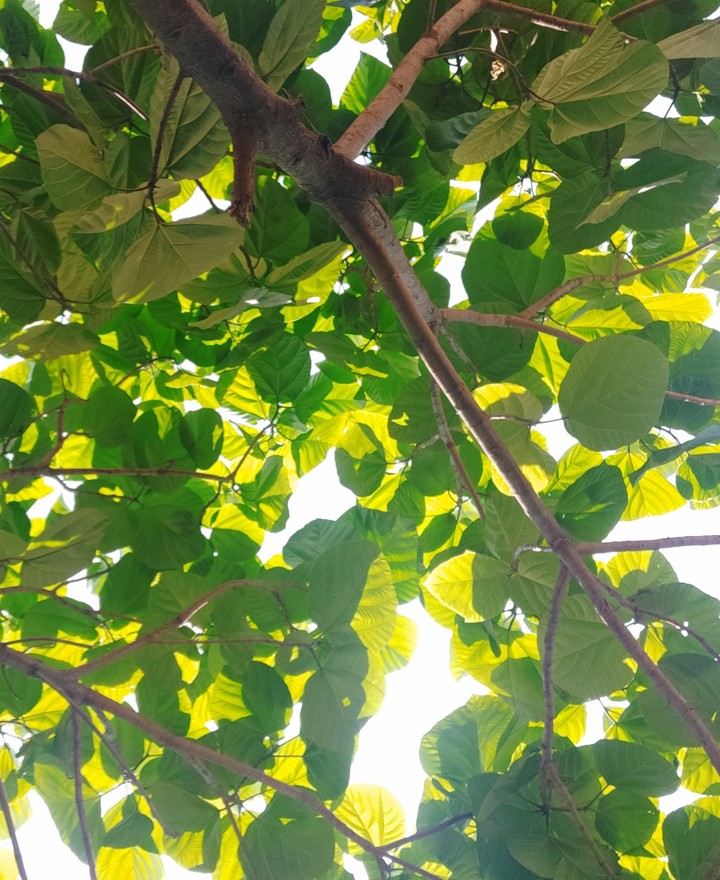 angeer tree