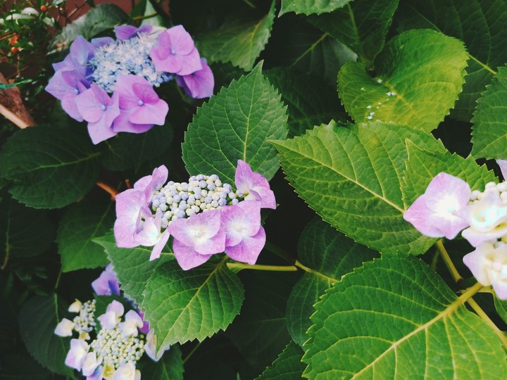 flowers