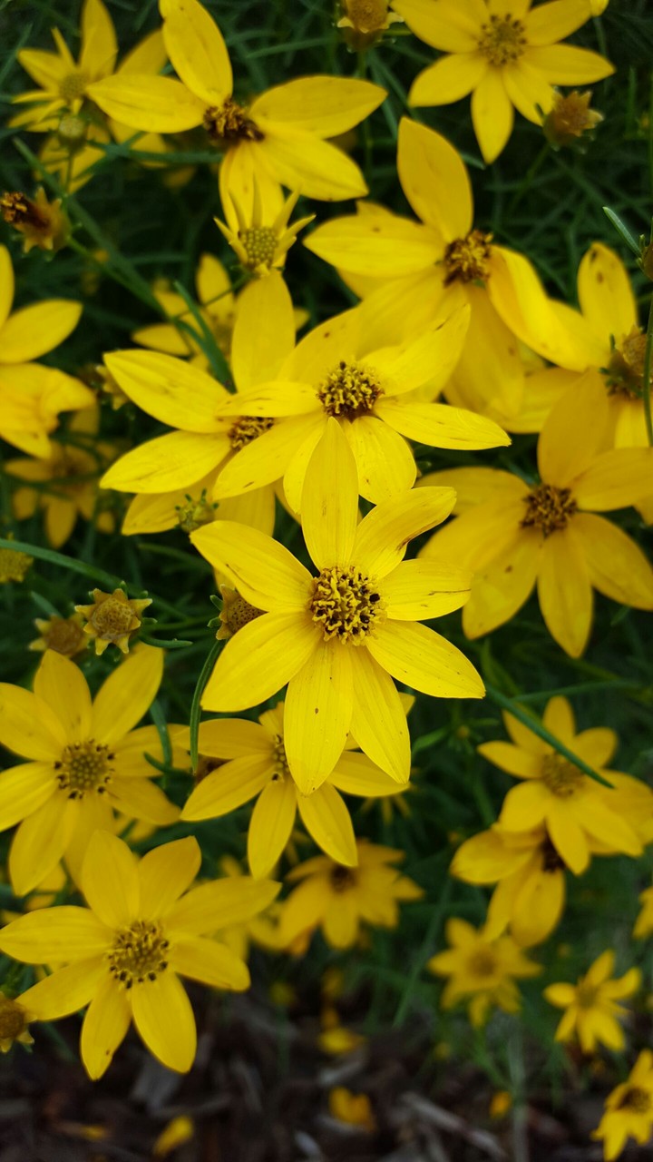 Yellow Flowers