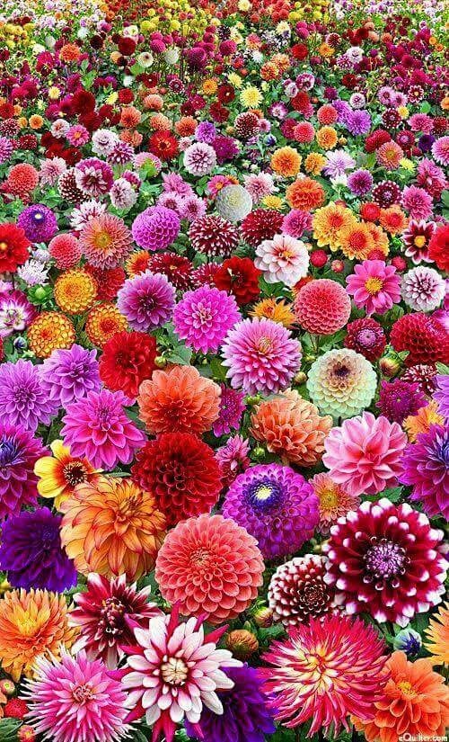 Dahlia flowers.