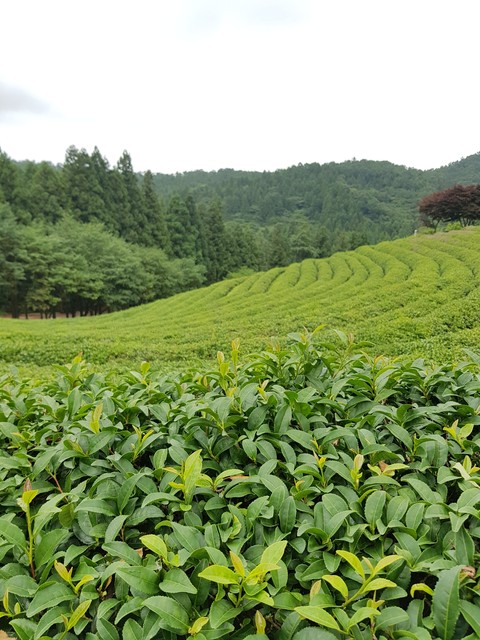 plant, agriculture Hintergrundbilder