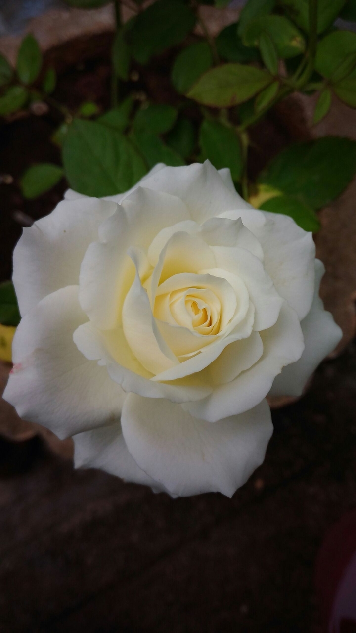 beautiful rose