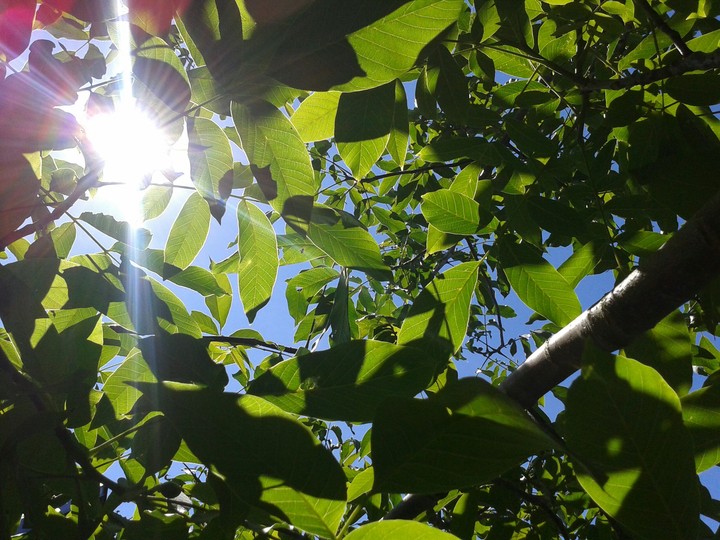 sun leaf