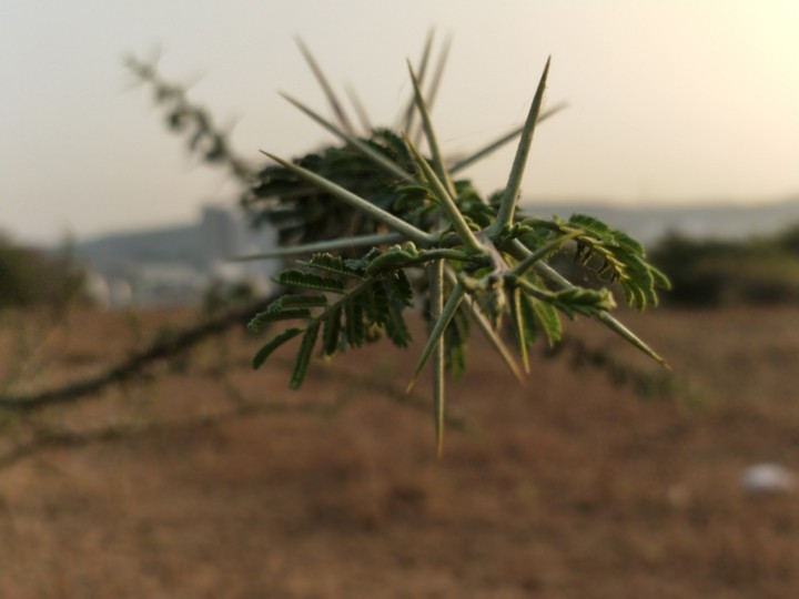 thorns