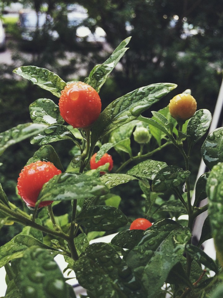 poison berries