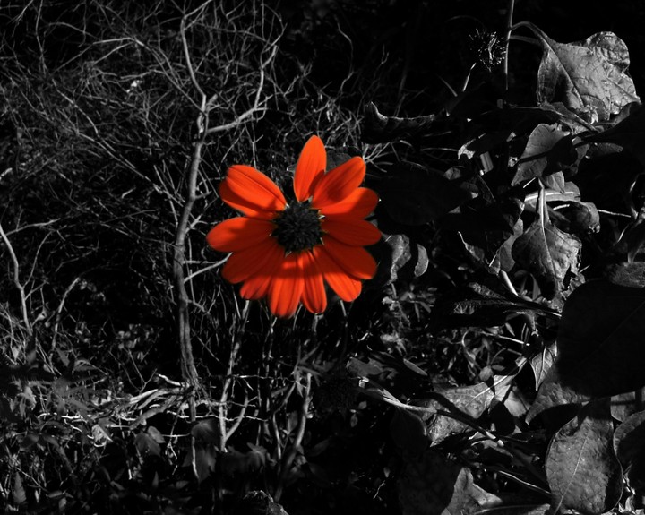 Red jugad