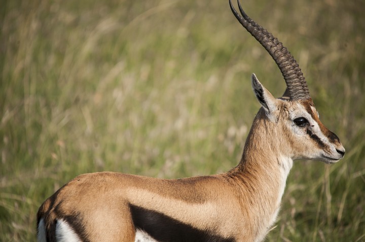 Animal