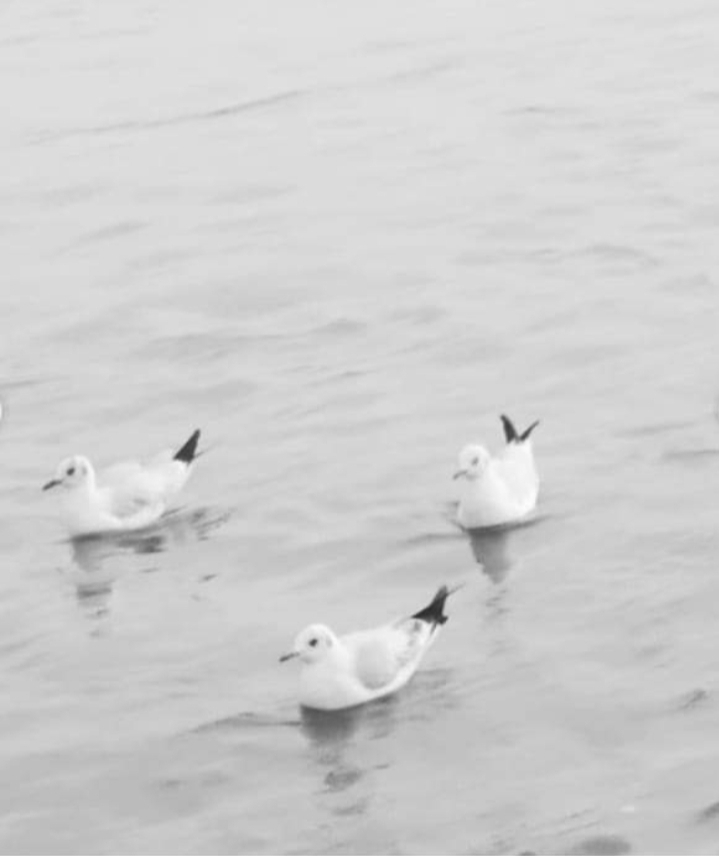 sybarian birds in the sangam