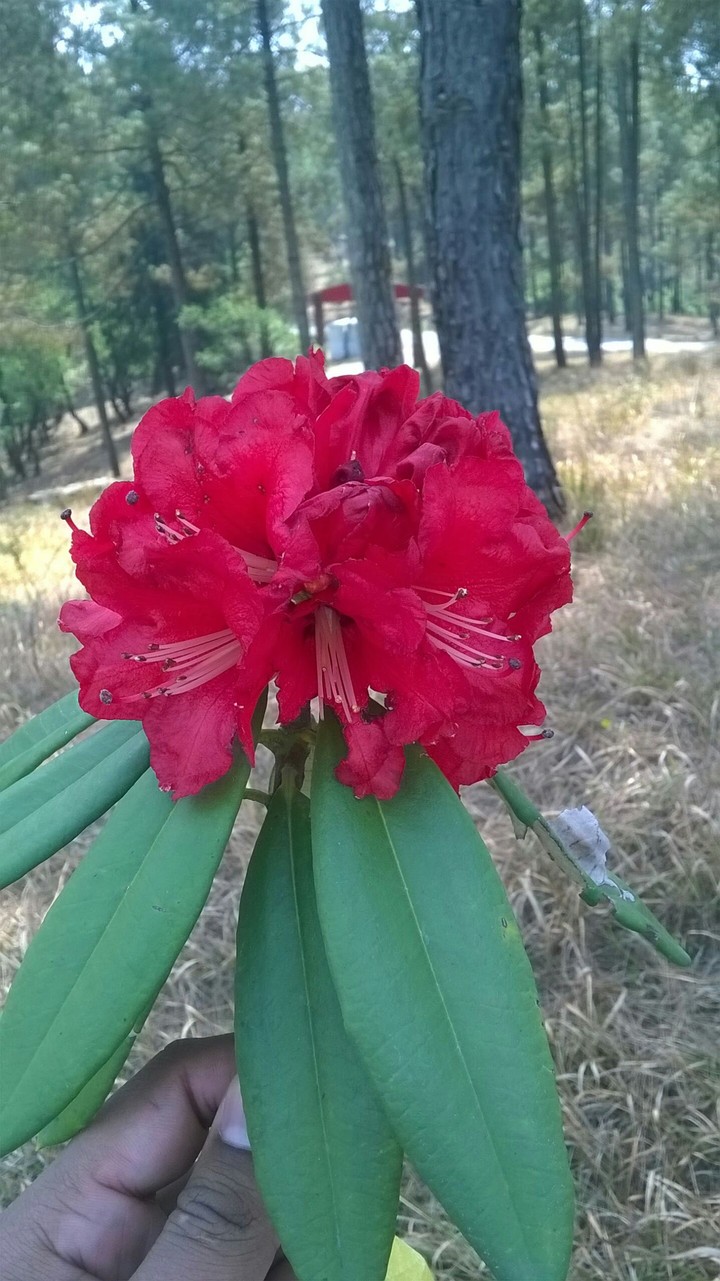 season of love