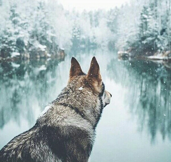 wild#wolf#snow#winters