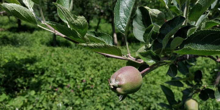 kashmiri apple
