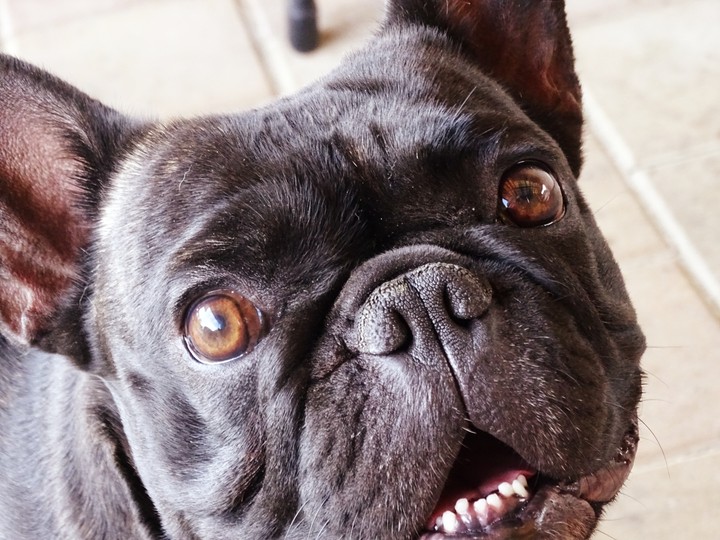 My dog Luk