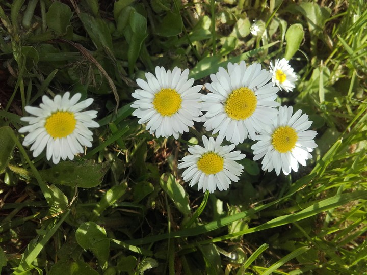 flowers