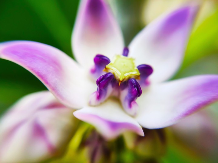 flower of god ( in INDIAN MYTHOLOGY)