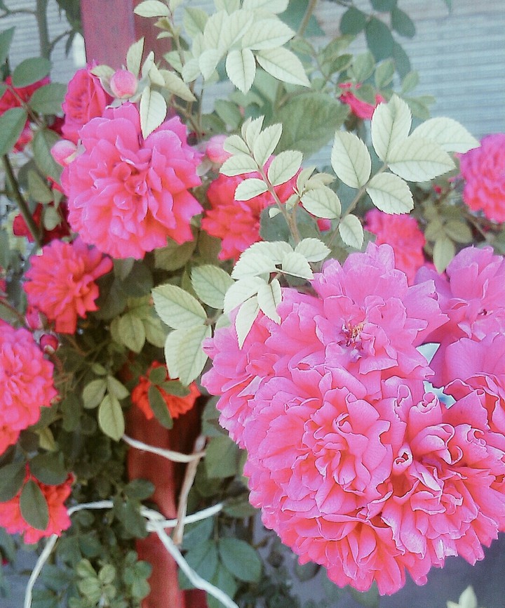 beautiful flowers❤