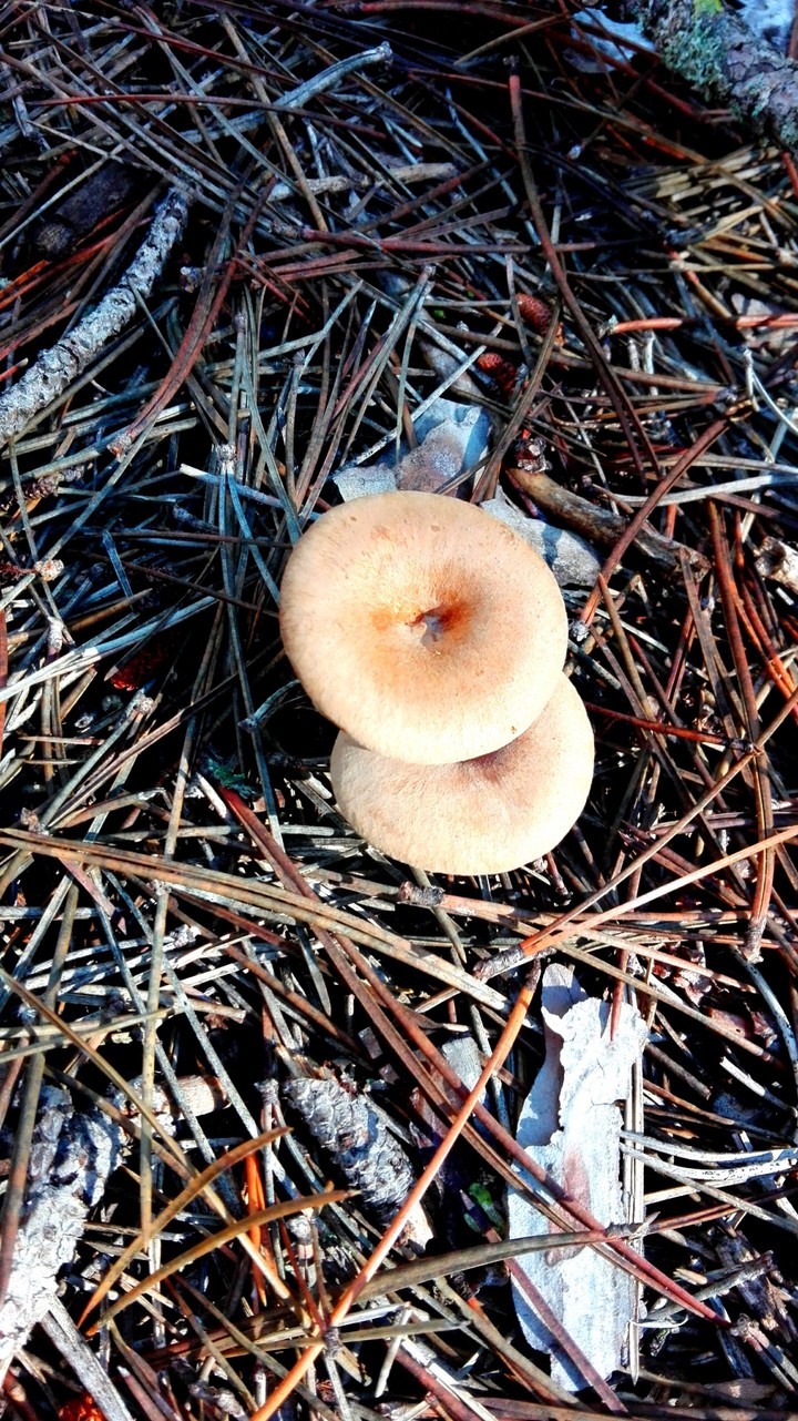 Mushrooms