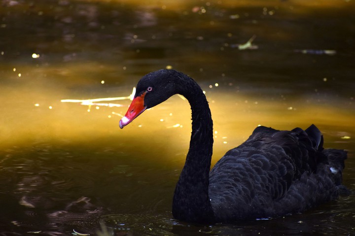 black bird