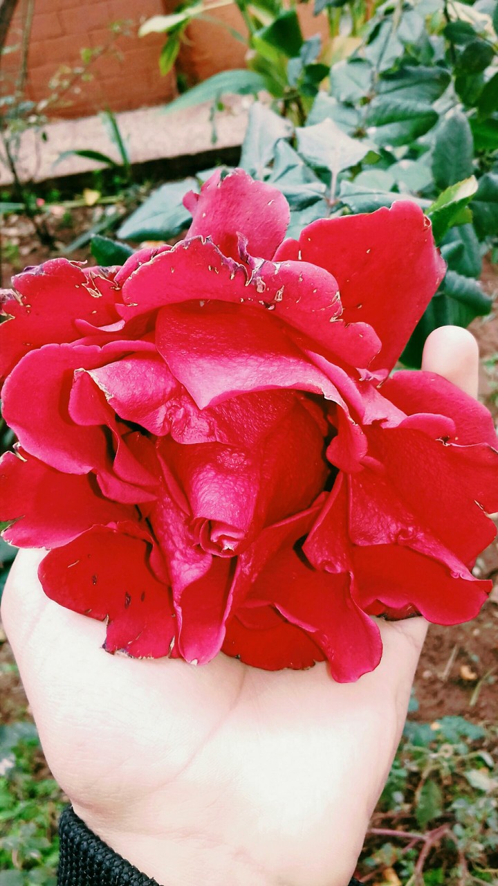 fleur