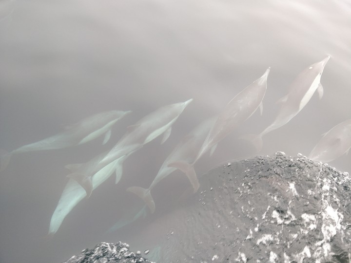 Dolphin Watch!!