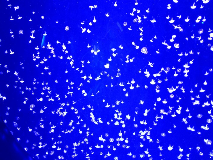 Jelly Dreams