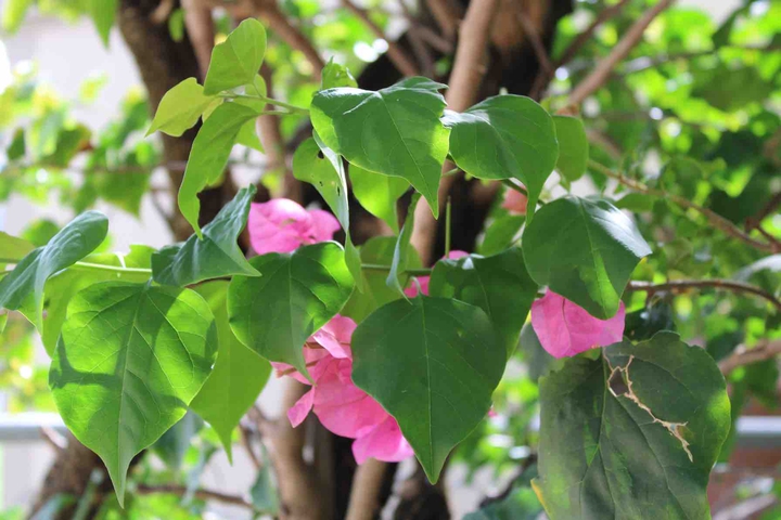 pink and green