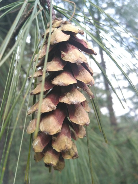 fruit or flower