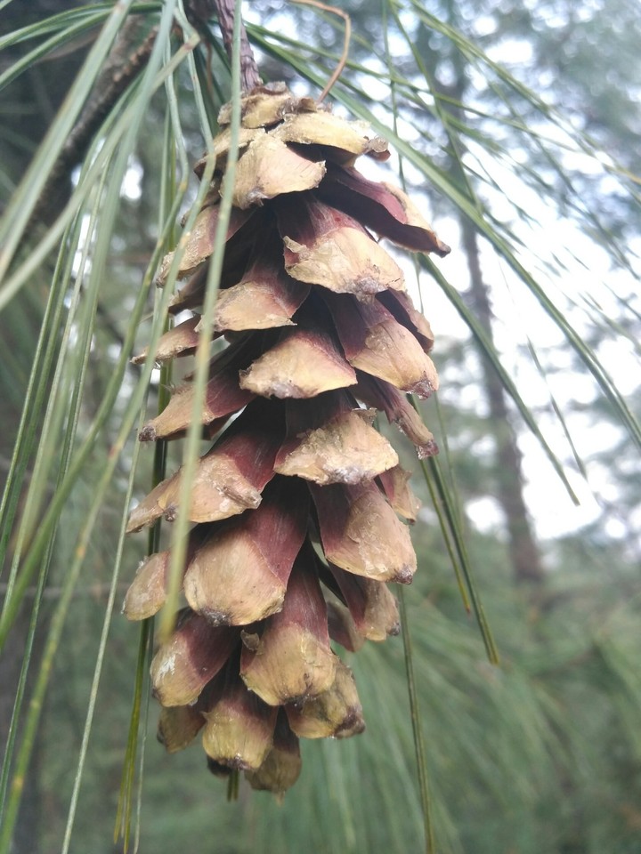 fruit or flower