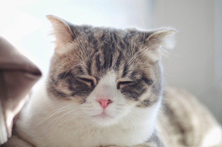 cat
