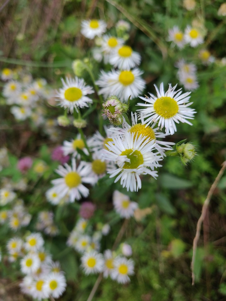white flowers