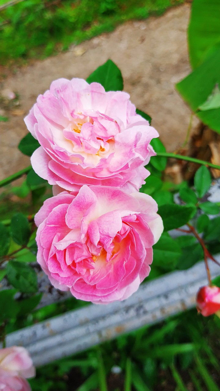 rose
