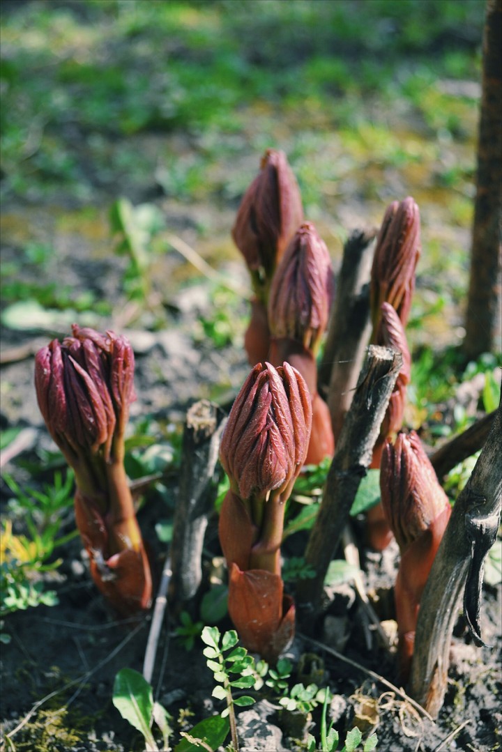 Spring is coming