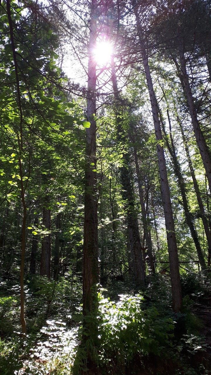 wood