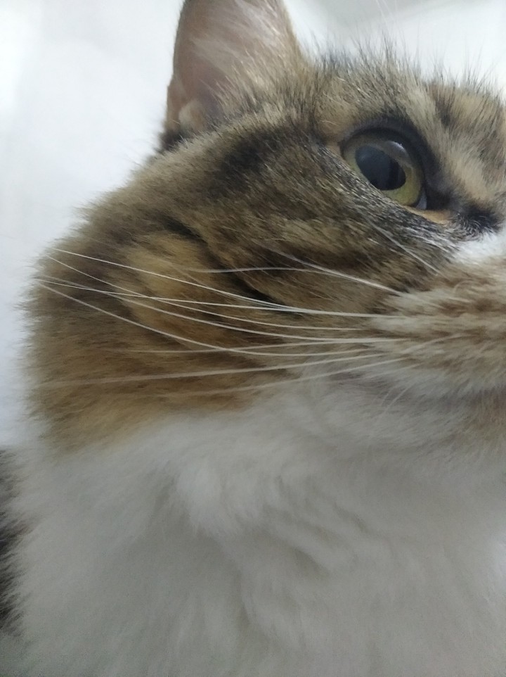 olho de gata