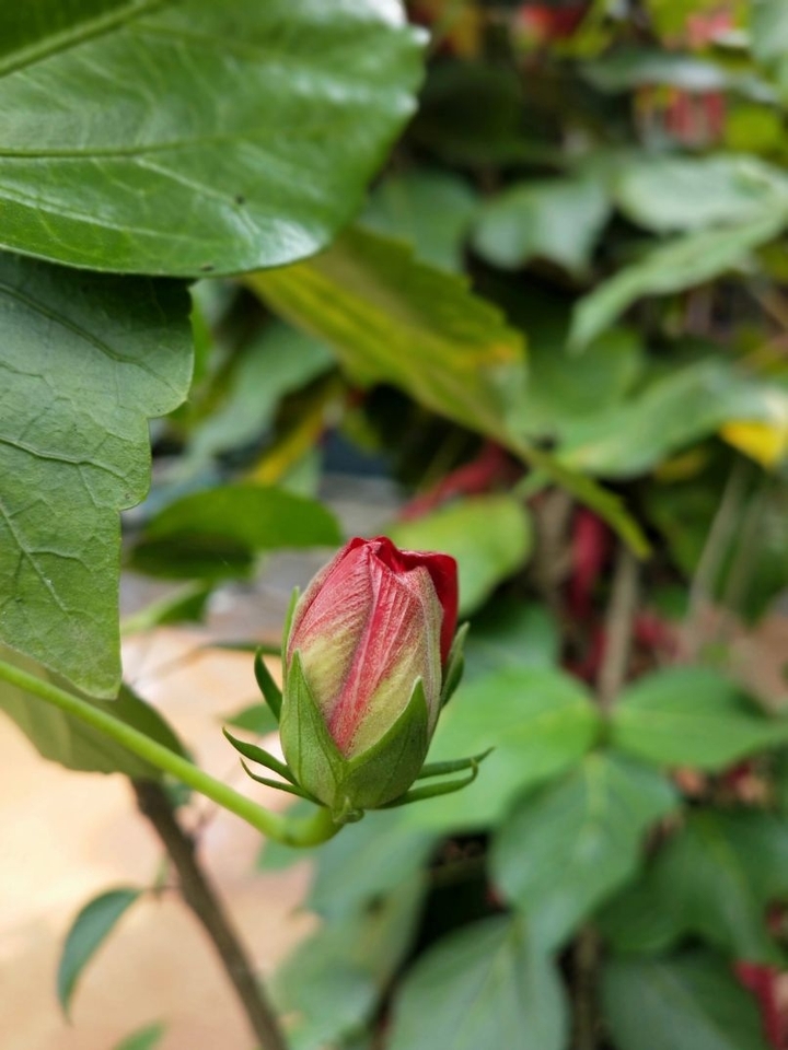 red flower