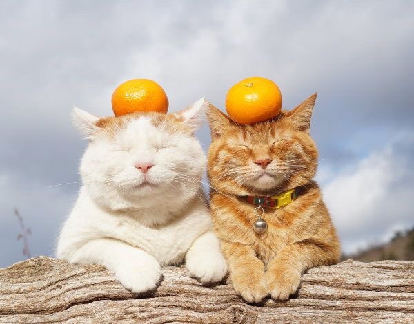 cat