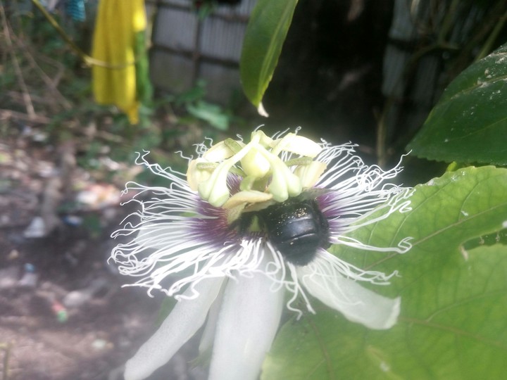Bee On Flower