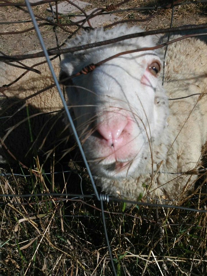 Crazy sheep