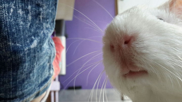 Bigotes de Cobi⊙