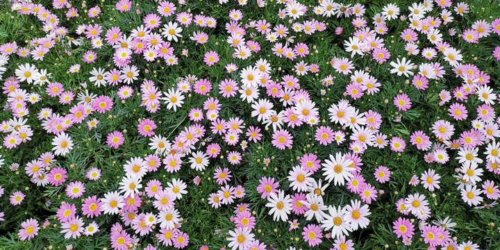 taiwan Taichung flower