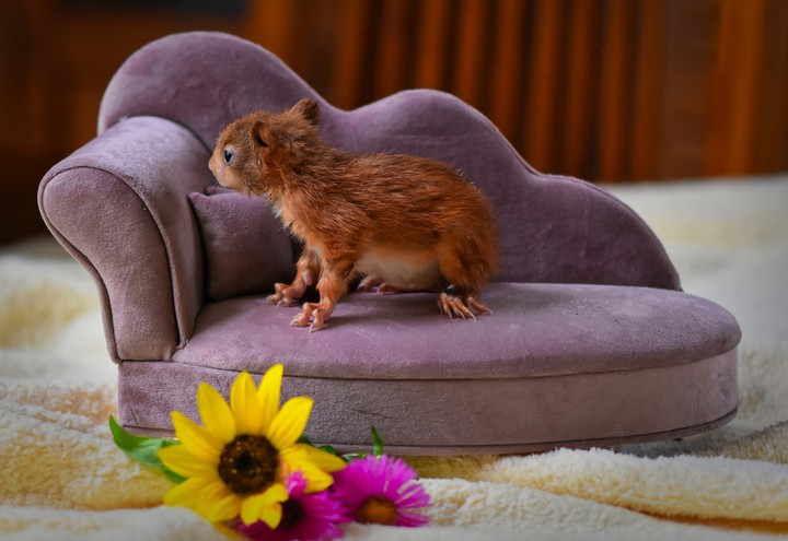 mice