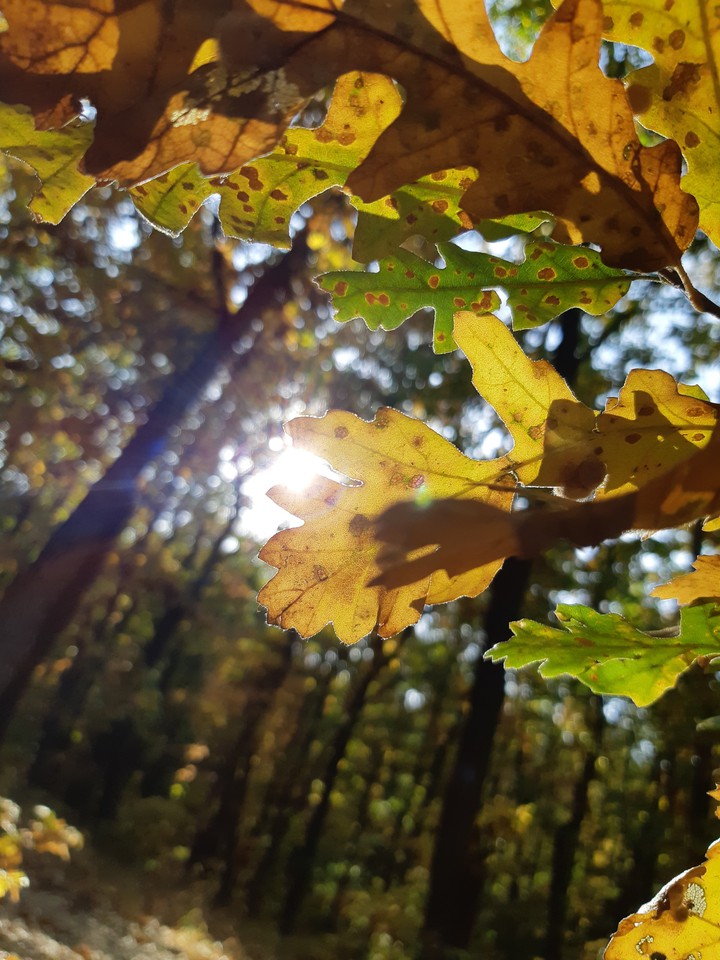 #autumn