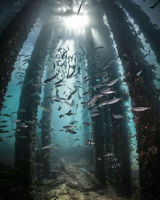 fish