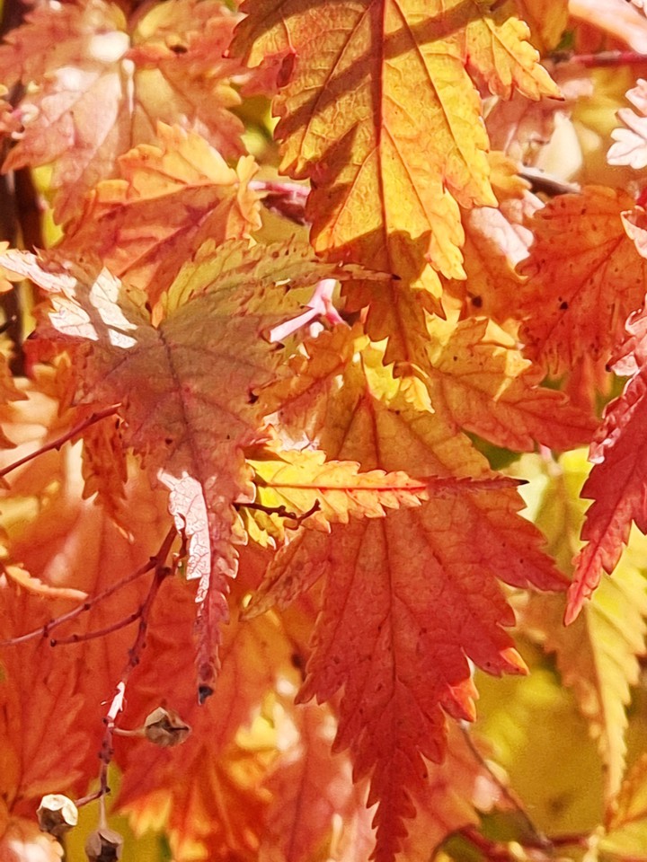 leaves