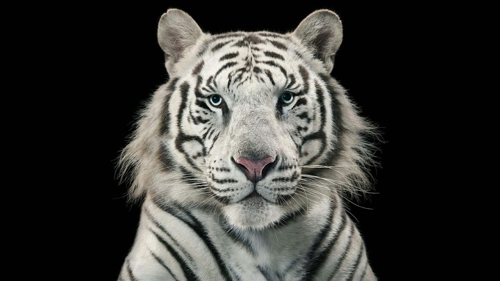 White Tiger Bengal Tiger