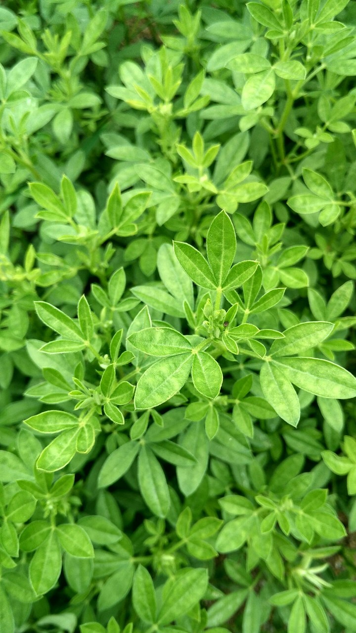 Green leaves