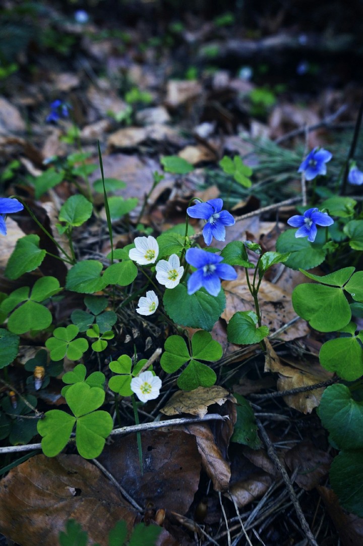 Flowers