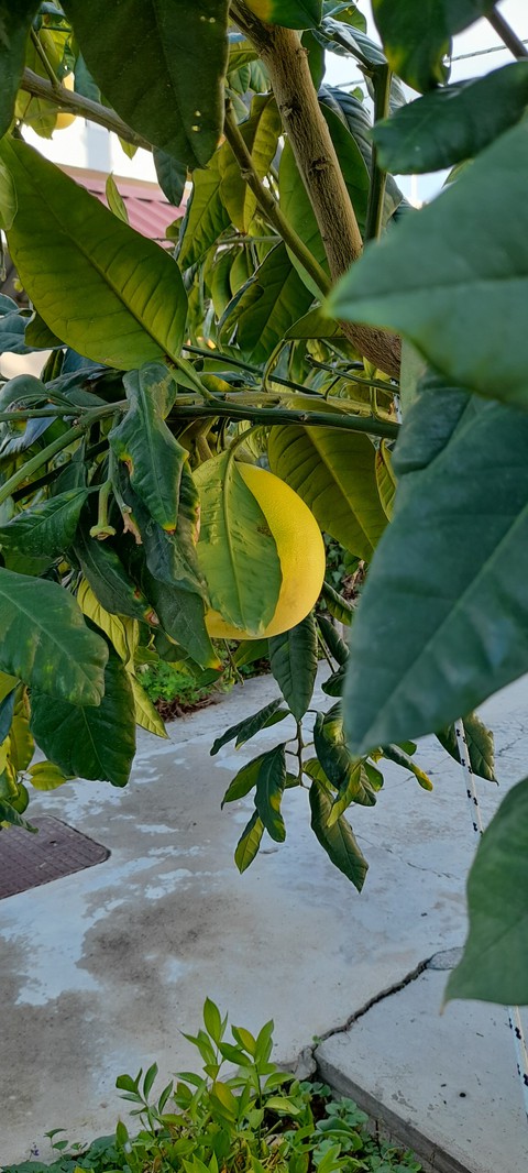 pomelo